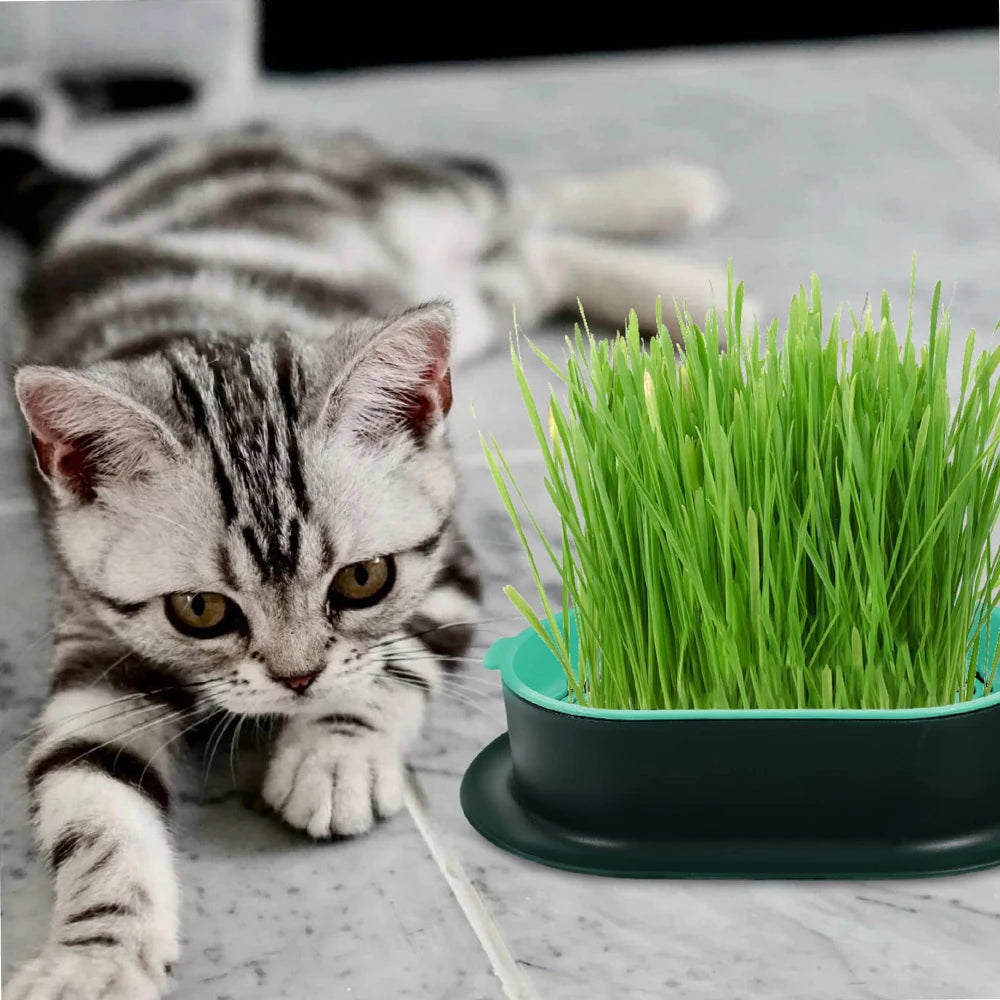 Hydroponic Cat Grass Growing Dish Starter Box