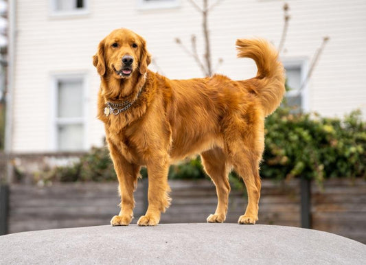 Unlocking Pet Happiness: Essential Tips for Keeping Your Dogs and Cats Joyful