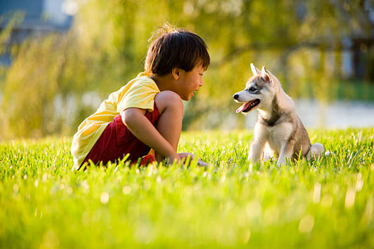 The Ultimate Guide to Choosing the Perfect Toys for Happy Dogs and Cats