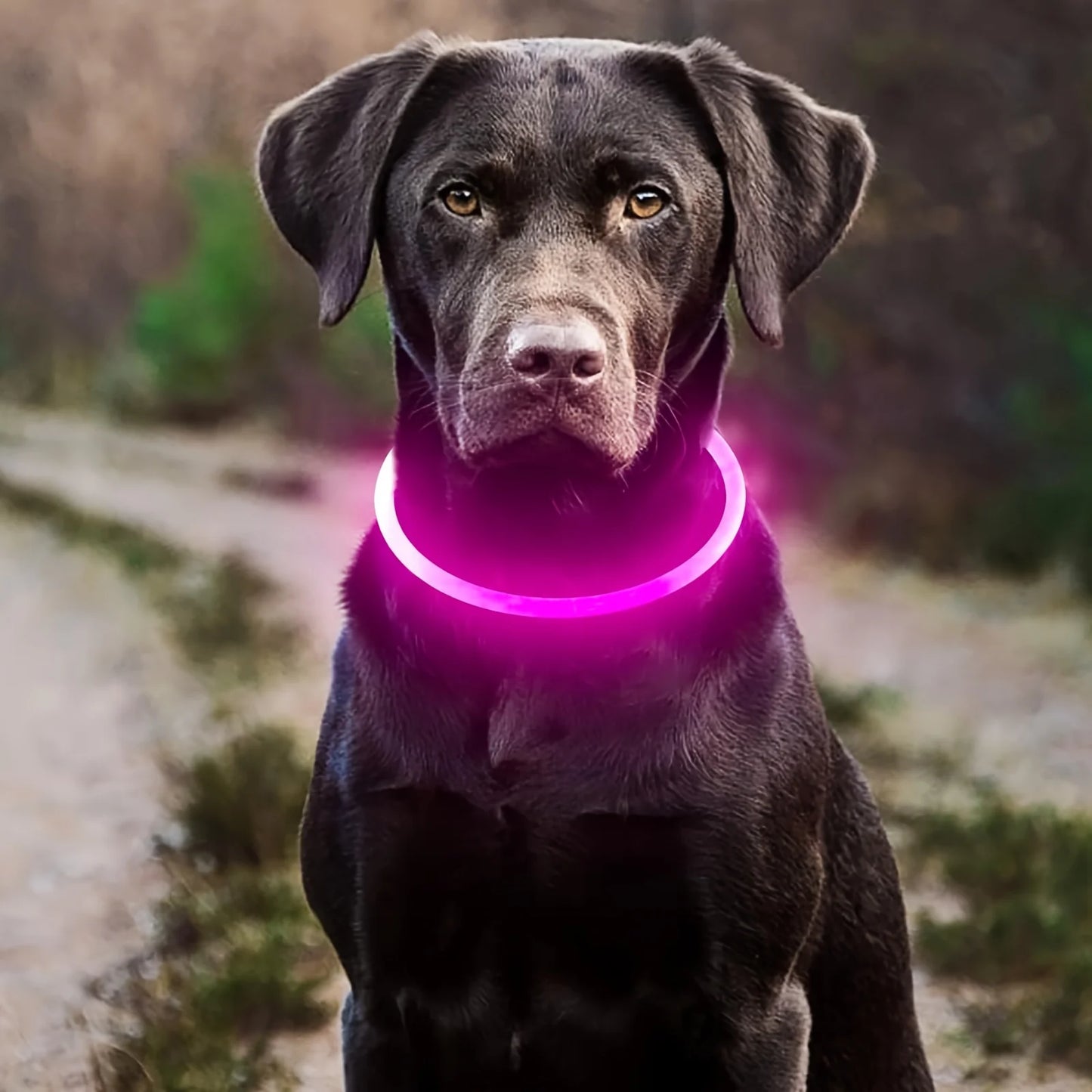 Luminous LED Light Anti-Lost Dog Collar