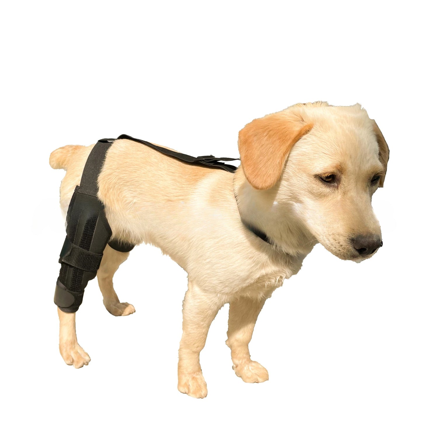 Dog Leg Support Brace (Knee Hip Joint)