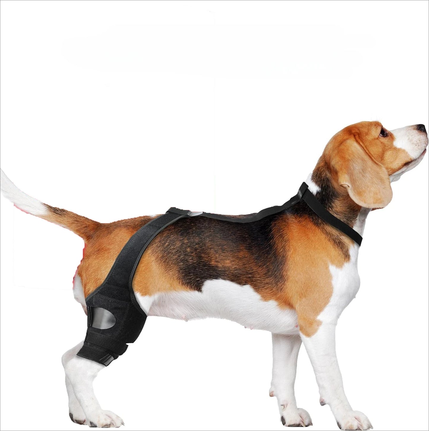 Dog Leg Support Brace (Knee Hip Joint)