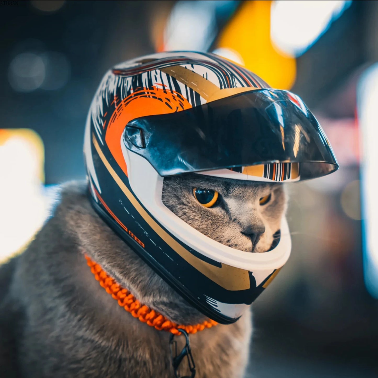 Protective Helmet for Dogs and Cats
