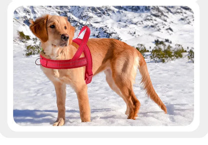 Explosion Proof Breathable Dog Leash and Vest