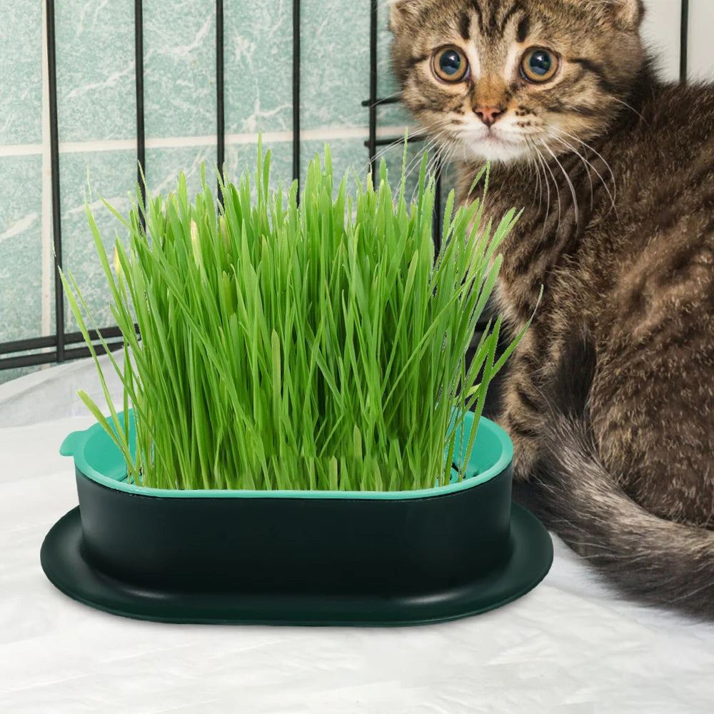 Hydroponic Cat Grass Growing Dish Starter Box