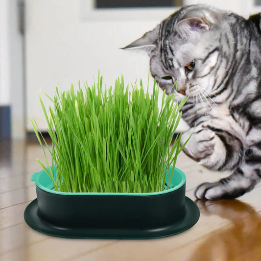 Hydroponic Cat Grass Growing Dish Starter Box