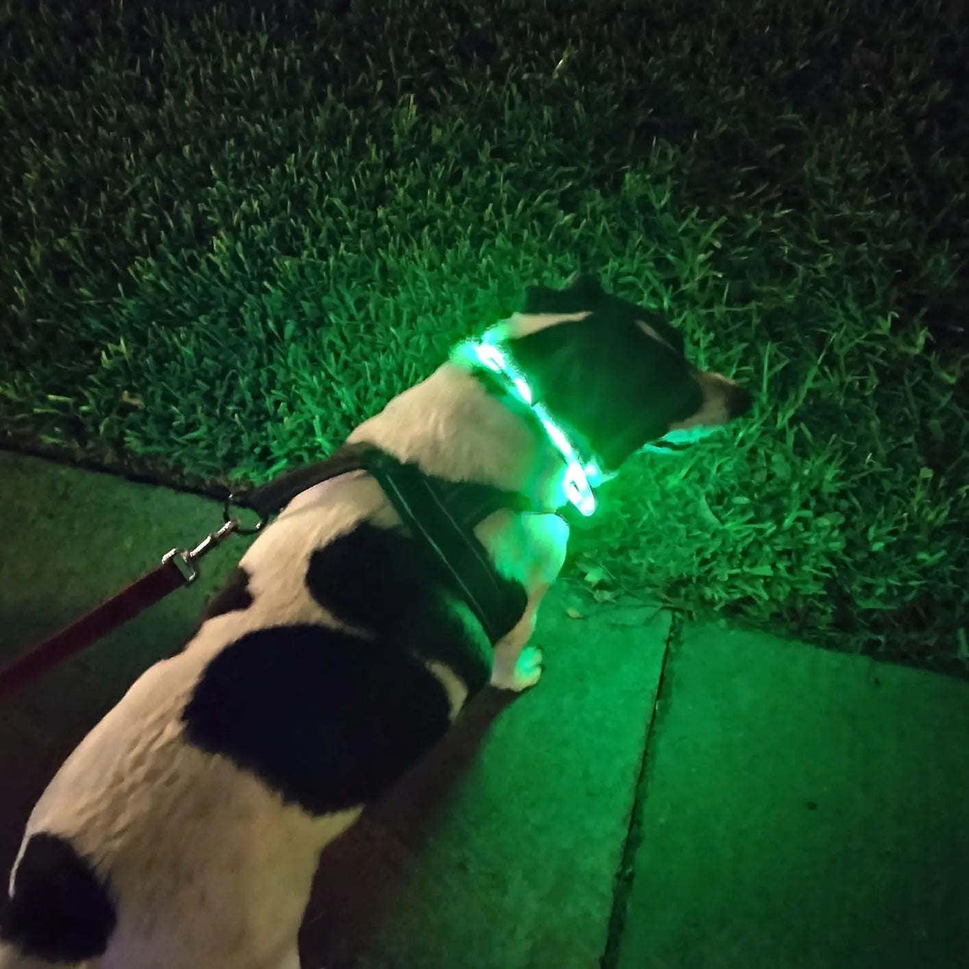 Silicone LED Light Up Collar with Rechargeable Battery