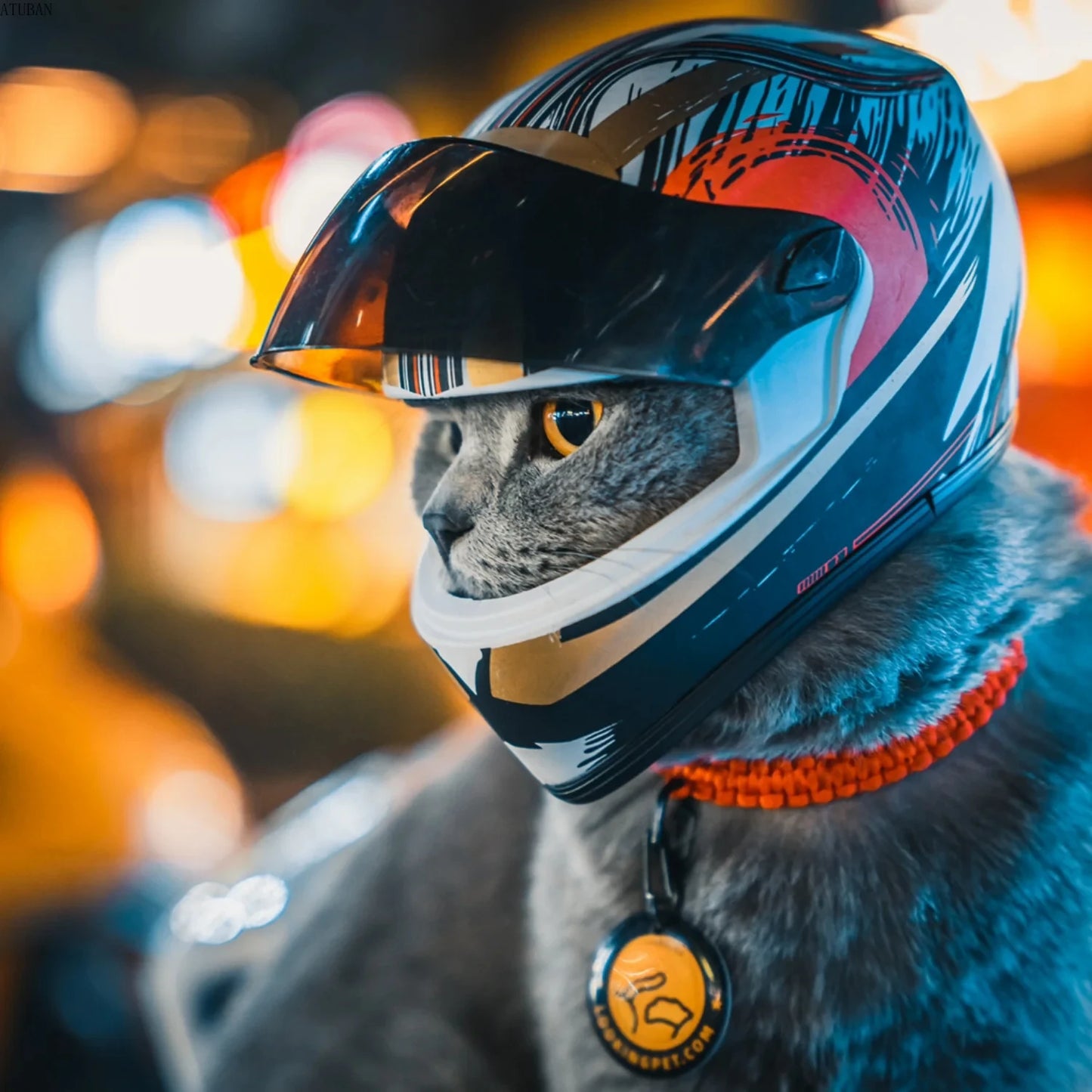 Protective Helmet for Dogs and Cats