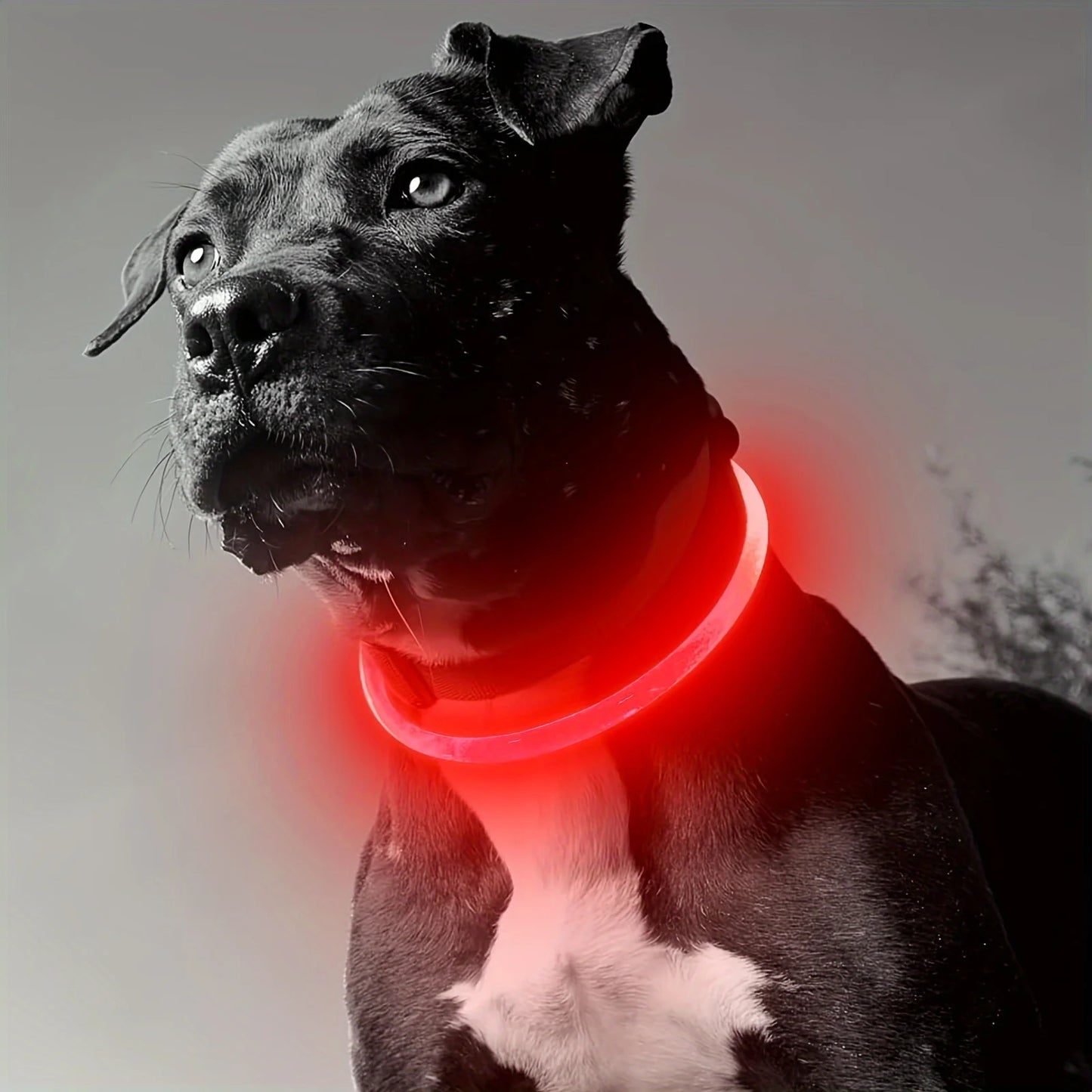 Luminous LED Light Anti-Lost Dog Collar