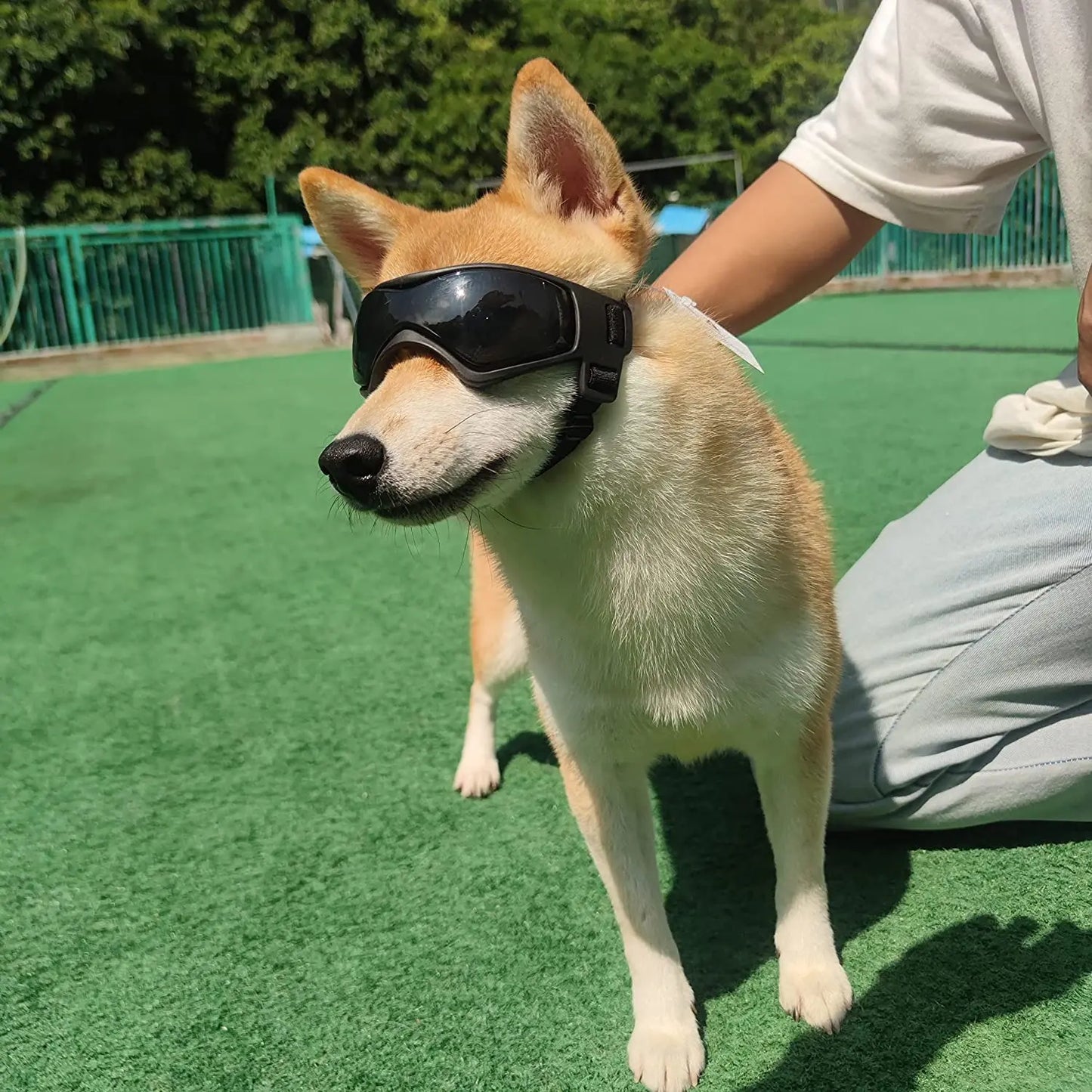 Stylish UV Protection Sunglasses for Small Breeds